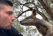 Tour Down Under, il faccia a faccia di Vendrame e gli asini di Mosca